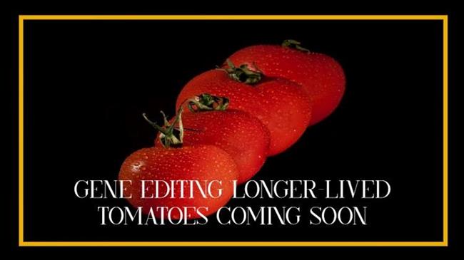 Επεξεργασία γονιδίων: Οι ντομάτες με μεγαλύτερη διάρκεια ζωής έρχονται σύντομα