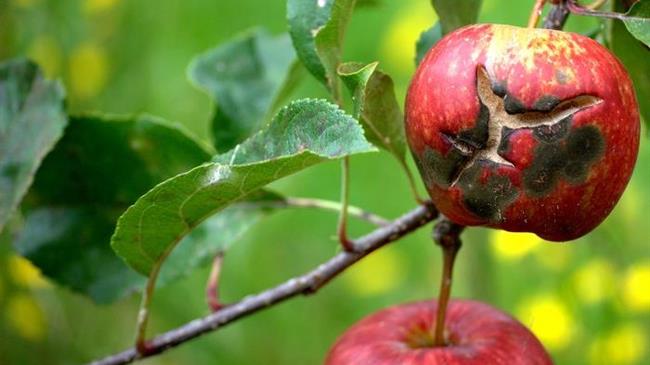 Φουζικλάδιο της Μηλιάς: Διερευνήθηκαν επισταμένως τα αίτια της ζημιάς στην Πέλλα