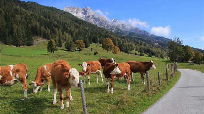 Επιδημία αφθώδους πυρετού στην Τουρκία
