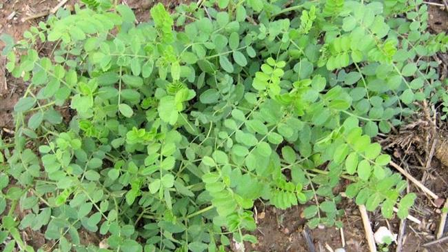 Βίκος: Ένα ψυχανθές για τη διατροφή των ανθρώπων και των ζώων