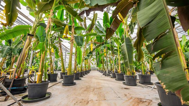 Η Chiquita παρουσιάζει την πρωτοβουλία «Yelloway»