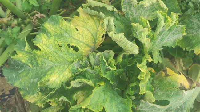 Εμφάνιση του επιβλαβούς οργανισμού Τοmato leaf curl New Delhi virus σε υπαίθριες καλλιέργειες κολοκυθιού