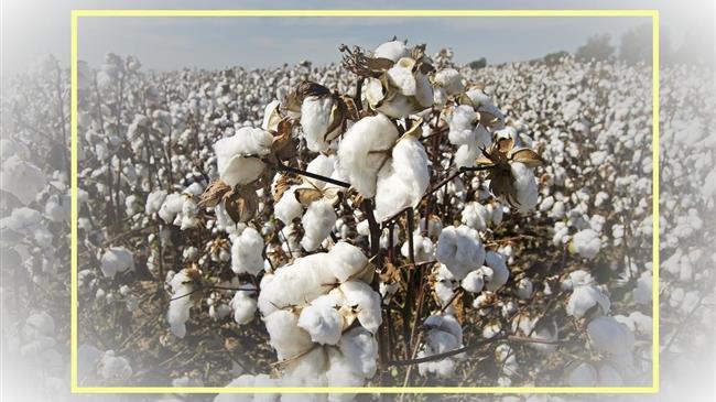 Τιμές βαμβακιού: Ανεβαινει η διεθνή τιμή εκκοκκισμένου πέφτει η τιμή  του σύσπορου