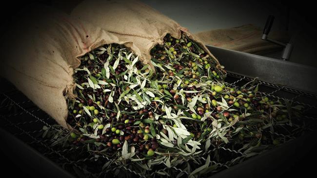 Αθέμιτη κερδοφορία: Η κυβέρνηση σφίγγει τον κλοιό στις τιμές ελαιολάδου