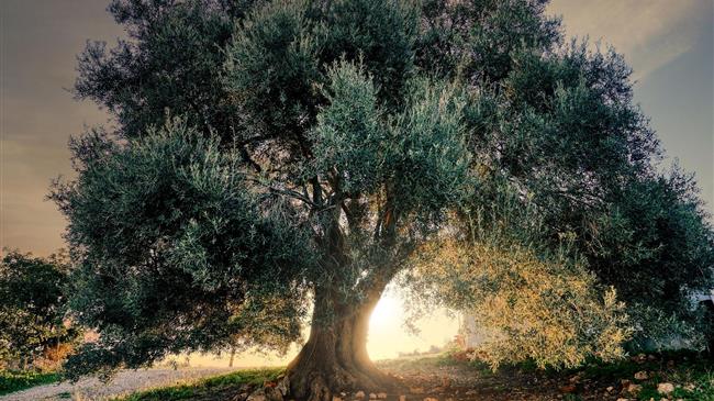 Ελληνική επιτραπέζια ελιά: Η ανταγωνιστικότητα απειλείται