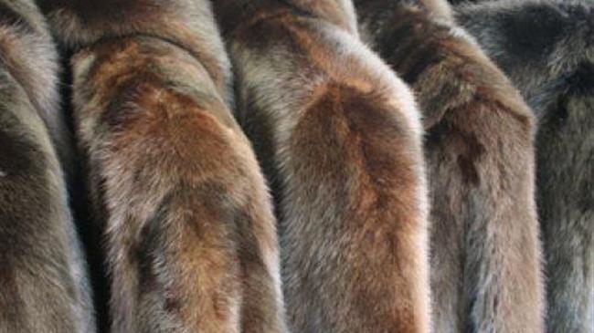 Νέα προθεσμία για αναστολές συμβάσεων στον κλάδο της γουνοποιίας