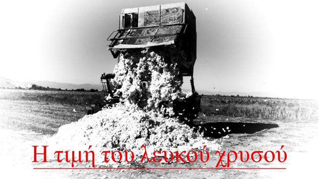 Τιμές βαμβακιού: Σταθερή η διεθνής τιμή, μειωμένη η εγχώρια