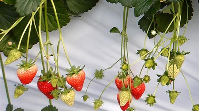 Η Sakata Seed αναπτύσσει ποικιλίες φραουλας F1 για παγκόσμια αγορά