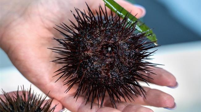 FAO-GFCM: Σε θάλασσες και στομάχια: ενίσχυση της μακροπρόθεσμης βιωσιμότητας των αχινών