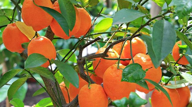 Εκτοπίζονται τα εσπεριδοειδή της Λακωνίας στην Ευρωπαϊκή αγορά