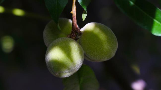 Πυρηνόκαρπα: Τι πρέπει να γνωρίζουν οι αγρότες