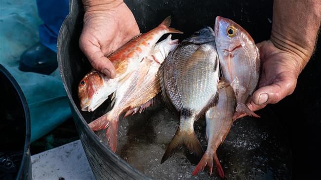 Countries unite for a sustainable future: progress in Mediterranean and Black Sea fisheries and aquaculture management