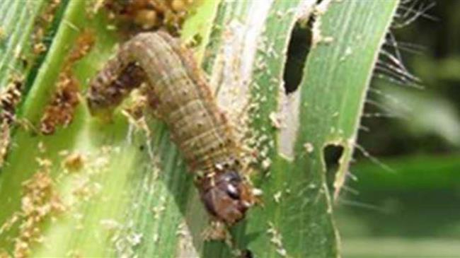 Ενημέρωση σχετικά με την παρουσία στη χώρα του επιβλαβούς εντόμου καραντίνας Spodoptera frugiperda