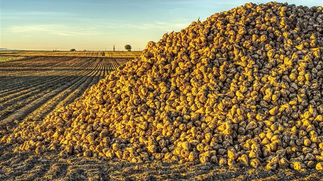 Βουτιά στις τιμές της ζάχαρης λόγω βροχών στη Βραζιλία