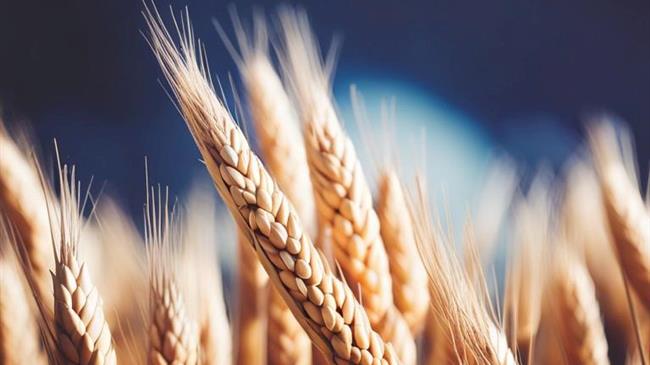 Οι αποστολές σιταριού στις ΗΠΑ βυθίζονται στο ιστορικό χαμηλό