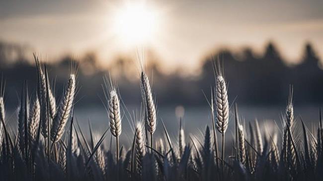 ΠΟΓΕΔΥ: Η ΕΕ θέτει σε κίνδυνο την υγεία και το περιβάλλον με τα νέα γενετικά τροποποιημένα φυτά