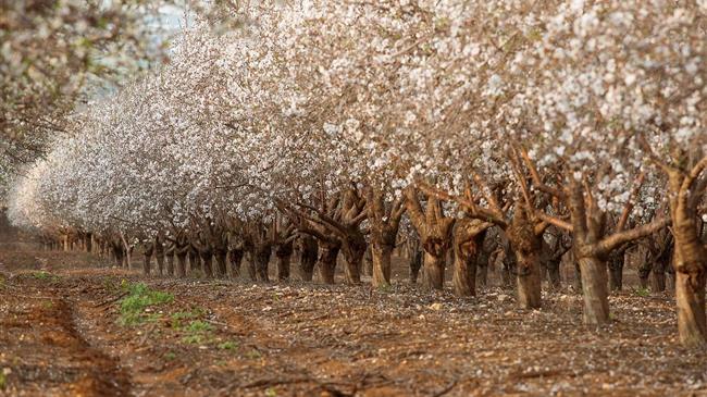 Έκκληση αμυγδαλοπαραγωγών Λάρισας για κρατική ενίσχυση