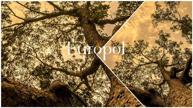 Europol: Kατάσχεσε παράνομη ξυλεία μεγάλης αξίας