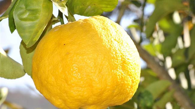 Βελόπουλος: "Να ενισχυθούν οι παραγωγοί λεμονιού της Κορινθίας"