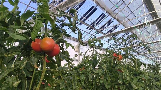 Brite Solar: Ένα θερμοκήπιο ντομάτας στο Δροσερό Πτολεμαΐδας