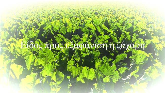 Είδος προς εξαφάνιση η ζάχαρη - Που οφείλεται