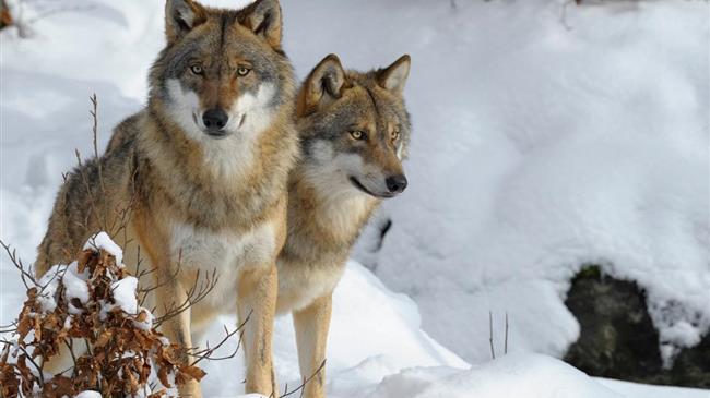 Πρόταση προσαρμογής του καθεστώτος προστασίας του λύκου στη Σύμβαση της Βέρνης