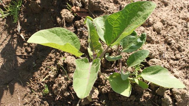 Άμεση εγγραφή στο Φυτοϋγειονομικό Μητρώο για την αντιμετώπιση του Spodoptera frugiperda