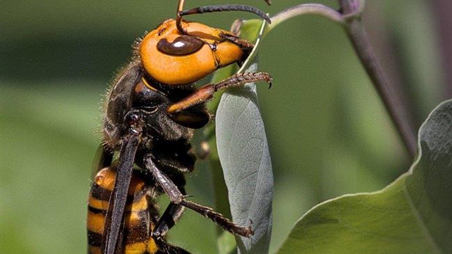 Ασιατικές σφήκες: Η απειλή για τις μέλισσες και το περιβάλλον