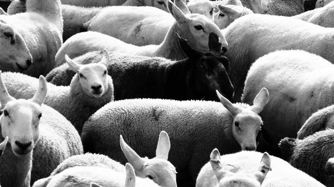 Κρούσματα παστεριδίασης σε κοπάδια προβάτων στη Λέσβο