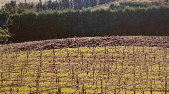 Χειμερινό κλάδεμα της ακτινιδιάς