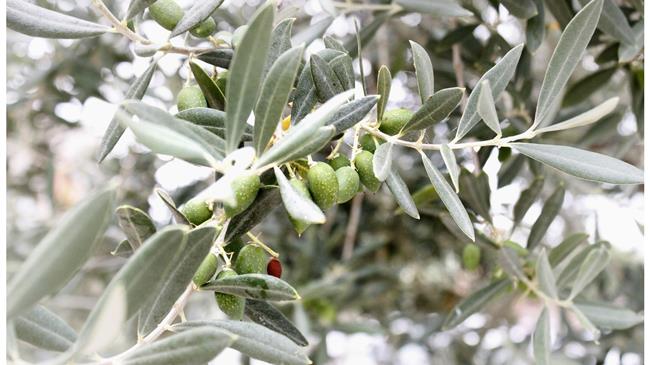 Η συγκομιδή της ελιάς σε Αυστραλία και Νέα Ζηλανδία