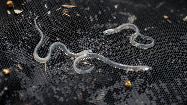 FAO-GFCM: New coordinated management plan to support the restoration of the European eel population in the Mediterranean region