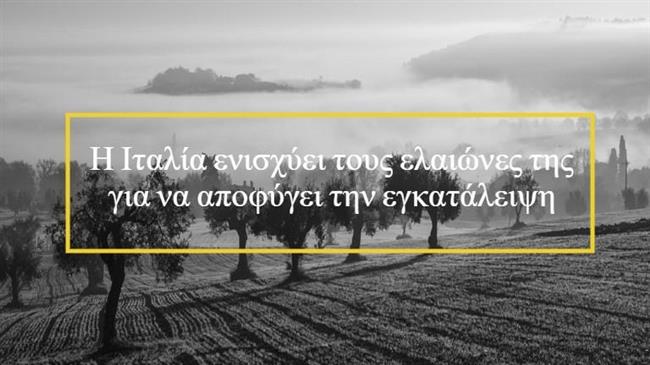 Τοσκάνη: Υποστηρίζει τους ελαιώνες που κινδυνεύουν να εγκαταλειφθούν με 6 εκατ. ευρώ