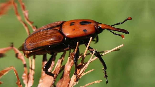 Φοινικόδασος Βάι: Το κόκκινο σκαθάρι απειλεί το μοναδικό φοινικόδασος της Ευρώπης