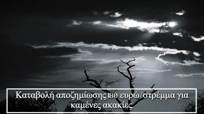 Σκάνδαλο στις αποζημιώσεις: Ελαιοπαραγωγοί στον Έβρο χωρίς χρήματα, ενώ πληρώνονται για καμένες ακακίες