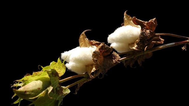 Στα 733,98 ευρώ ανά εκτάριο η συνδεδεμένη ενίσχυση στο βαμβάκι