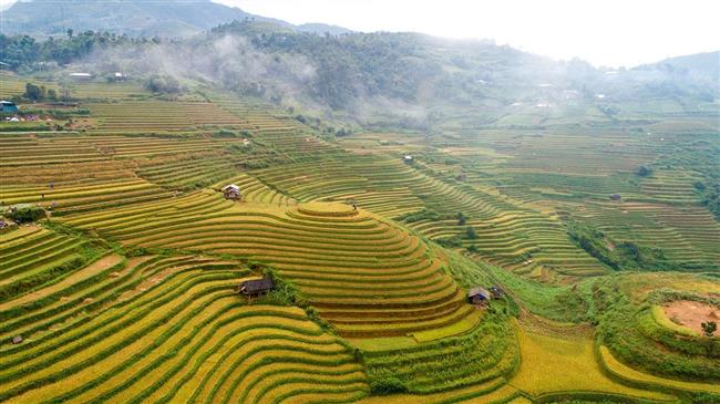 Κίνα: Αναμένονται περισσότεροι από 650 εκατ. τόνοι η συγκομιδή σιτηρών του 2024