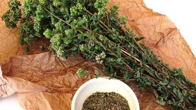 Επικίνδυνη ρίγανη: Ο Βελόπουλος καλεί τους Υπουργούς σε έρευνα και αυστηρές ποινές