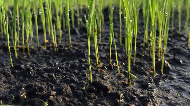 Αγροτικό μοντέλο Θεσσαλίας: Ξεκινά η διαβούλευση