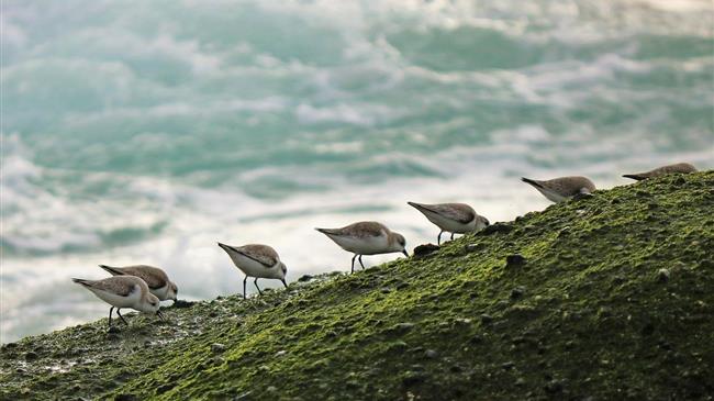Νέα νομοθεσία ΕΕ: Αποκατάσταση 20% των χερσαίων και θαλάσσιων περιοχών έως το 2030