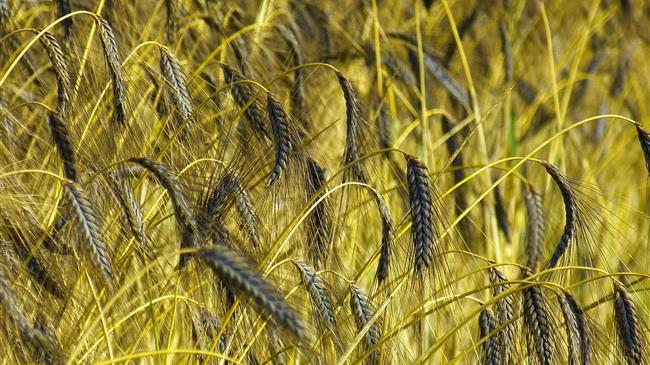 Σε υψηλά επίπεδα οι τιμές σε σιτάρι και σόγια στο Σικάγο