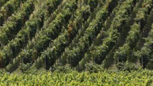 Κυκλοφόρησε ο νέος τουριστικός-ενημερωτικός χάρτης οινοποιητικής ζώνης Νάουσας