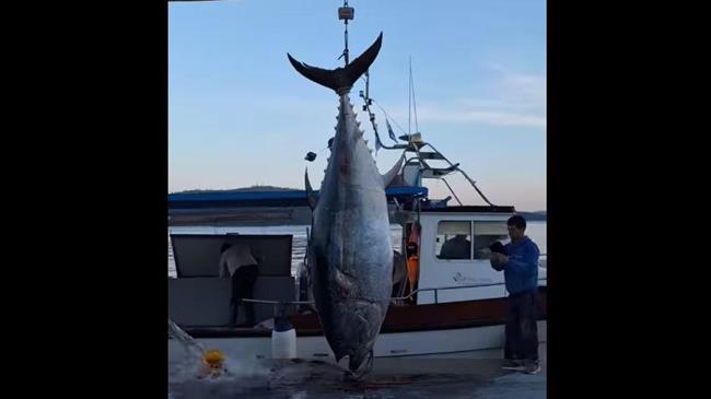 Τόνος 485 κιλών ψαρεύτηκε στον Αστακό