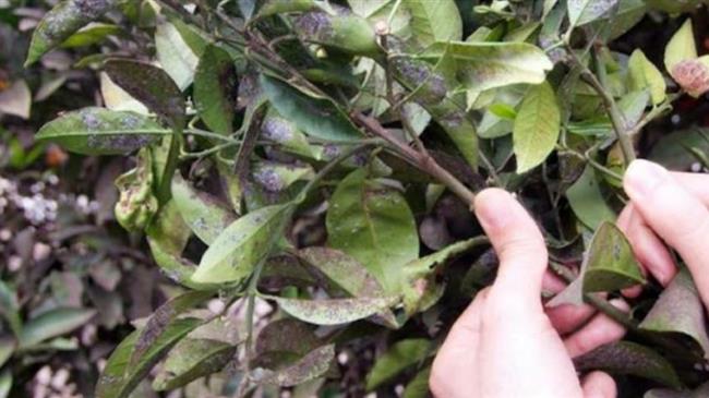 Βιολογική καταπολέμηση εντόμων: 228.000 ευρώ για την προστασία των καλλιεργειών μας!