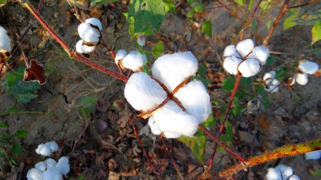 USDA: Προβλέπεται αύξηση 4% στην φυτεμένη έκταση βαμβακιού