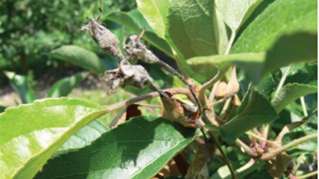 Ασθένειες και εχθροί μηλιάς- αχλαδιάς