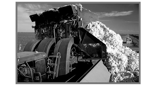 Εκκοκκισμένο βαμβάκι: Συνεχίζεται η άνοδος της τιμής