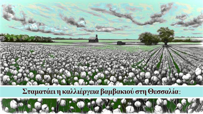 Σταματάει η καλλιέργεια βαμβακιού στη Θεσσαλία: Τι μέλλει γενέσθαι;