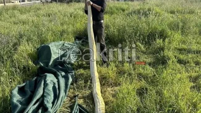 Βρέθηκε πύθωνας 5 μέτρων στο Ηράκλειο