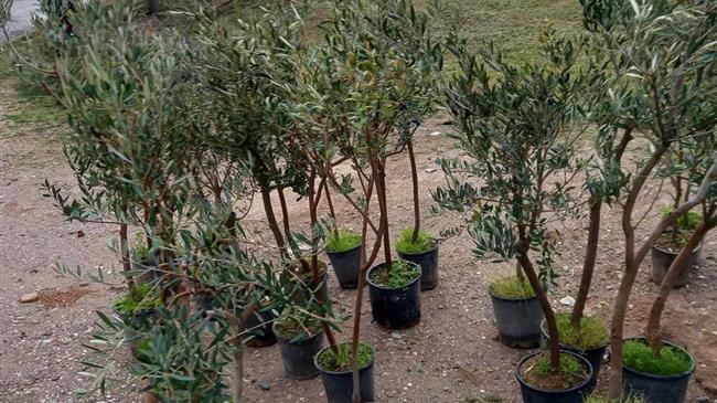 Βιώσιμη ανάπτυξη στην πράξη: 75 δενδρύλλια φυτεύονται στους λόφους του Αλίμου